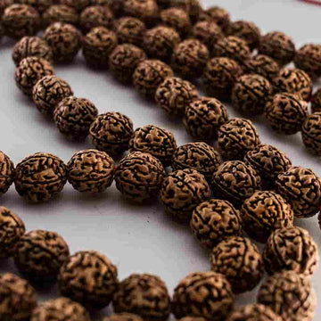 Rudraksha